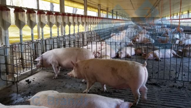 Figura 2: Investimento para adequação das instalações aos modelos de Bem-Estar Animal. Fonte: arquivo pessoal do autor. 