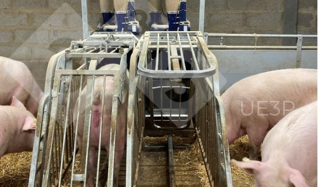 Foto 1. Comedouros automáticos em sala de gestação UE3P, capazes de misturar duas dietas e distribuir diariamente uma ração diferente para cada matriz gestante.