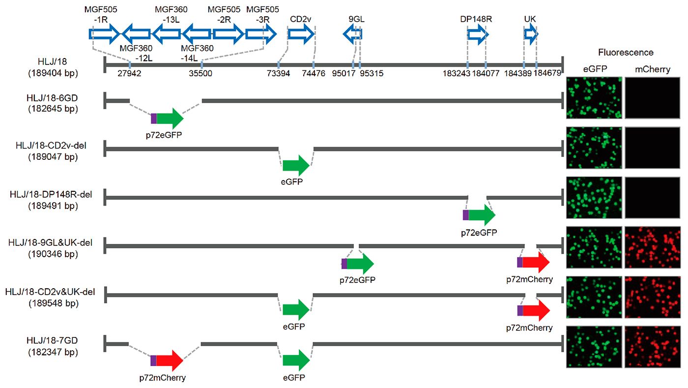 Figura 1. Gera&ccedil;&atilde;o e avalia&ccedil;&atilde;o da virul&ecirc;ncia de diferentes v&iacute;rus da peste su&iacute;na africana (PSA) com genes deletados. Representa&ccedil;&atilde;o esquem&aacute;tica de genes e regi&otilde;es deletados em cada v&iacute;rus da PSA com genes deletados. Os segmentos g&ecirc;nicos deletados foram substitu&iacute;dos pelos genes marcadores p72eGFP, eGFP ou p72mCherry. &Agrave; direita do diagrama s&atilde;o mostrados os macr&oacute;fagos alveolares de su&iacute;nos prim&aacute;rios infectados com o v&iacute;rus que expressam diferentes fluoresc&ecirc;ncias. As posi&ccedil;&otilde;es de nucleot&iacute;deos que indicam limites de dele&ccedil;&atilde;o em rela&ccedil;&atilde;o ao genoma do v&iacute;rus HLJ/18 ASF s&atilde;o especificadas.

