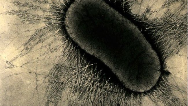 Os fatores de adesão do ETEC são proteínas especializadas das fímbrias ou pilus, que se ligam fortemente aos receptores de glicoproteínas das células intestinais