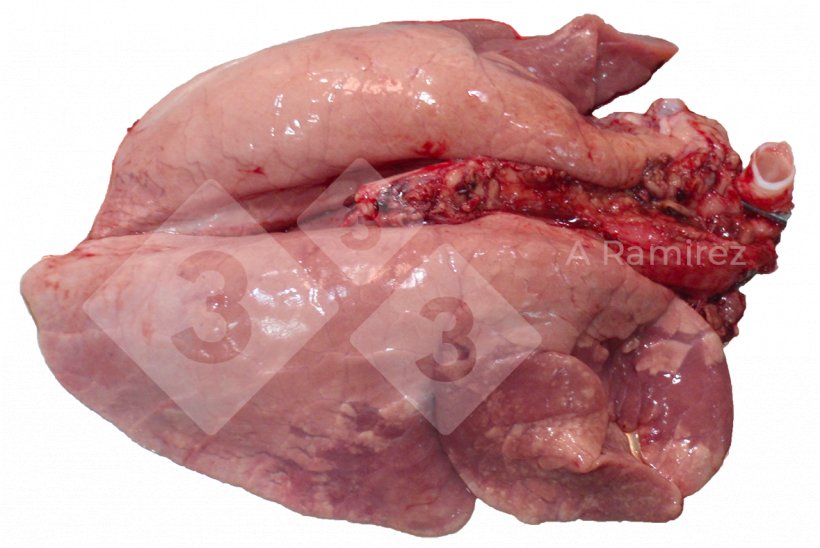 Figura 2. Consolida&ccedil;&atilde;o pulmonar cranioventral comum em infec&ccedil;&otilde;es n&atilde;o complicadas por influenza A. Essas les&otilde;es s&atilde;o semelhantes &agrave;quelas causadas por Mycoplasma hyopneumoniae.

