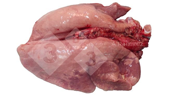 Figura 2. Consolidação pulmonar cranioventral comum em infecções não complicadas por influenza A. Essas lesões são semelhantes àquelas causadas por Mycoplasma hyopneumoniae.