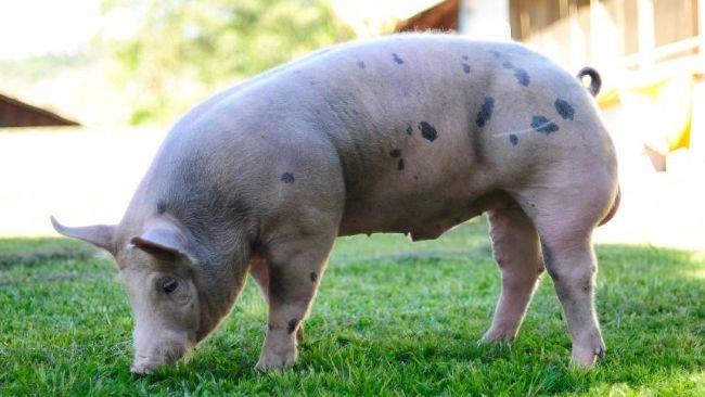 Suíno MS 115. Fonte Embrapa.
