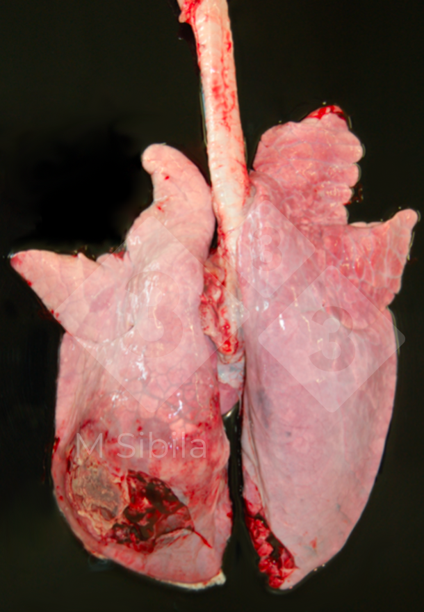 Figura 2. Pulm&atilde;o com pleurisia fibrinofibrosa dorso-caudal unilateral.
