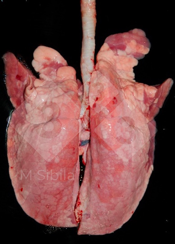 Figura 1. Vista dorsal de um pulm&atilde;o mostrando les&otilde;es de consolida&ccedil;&atilde;o pulmonar cranioventral (CPCV) causadas por M. hyopneumoniae.
