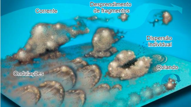 Figura 7. As bact&eacute;rias do biofilme podem se mobilizar de v&aacute;rias maneiras: Coletivamente, seja em ondula&ccedil;&otilde;es, rolando na superf&iacute;cie ou destacadas em grupos ou individualmente, dispersando-se na corrente. Fonte: Center for Biofilm Engineering, Montana State University.

