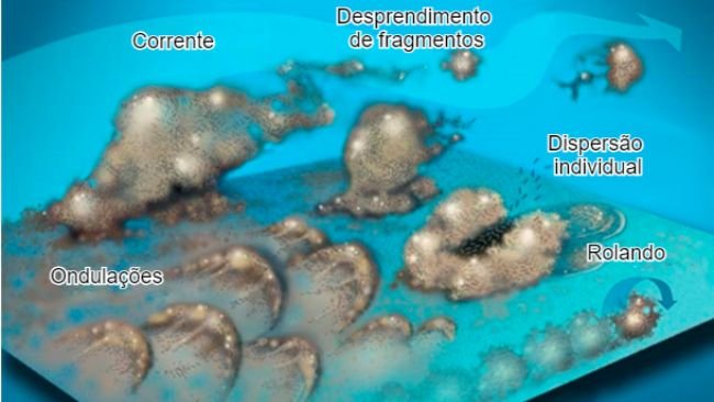 Figura 7. As bactérias do biofilme podem se mobilizar de várias maneiras: Coletivamente, seja em ondulações, rolando na superfície ou destacadas em grupos ou individualmente, dispersando-se na corrente. Fonte: Center for Biofilm Engineering, Montana State University.