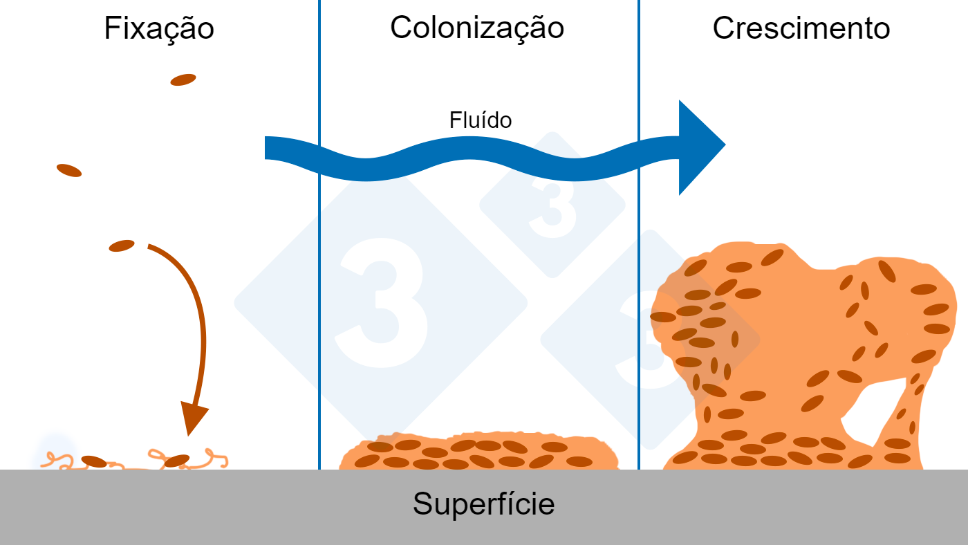 Três fases de formação de biofilme: fixação, colonização e crescimento de estruturas complexas de biofilme