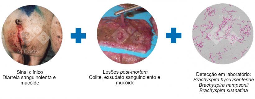 Figura 2. Tr&iacute;ade de testes sugeridos para confirmar o diagn&oacute;stico de disenteria su&iacute;na.
