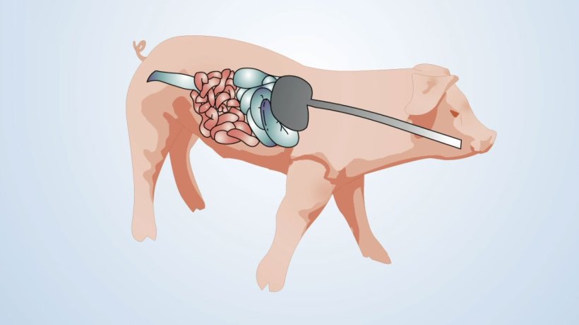 Elementos envolvidos na saúde intestinal