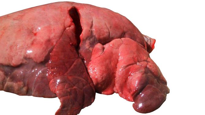 Figura 4: L&oacute;bulos cranial e medial&nbsp;afetados por pneumonia broncointersticial causada por SIV.
