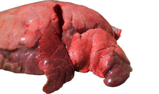 Figura 4: L&oacute;bulos cranial e medial&nbsp;afetados por pneumonia broncointersticial causada por SIV.

