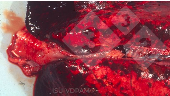 Figura 1: Les&otilde;es pulmonares necro-hemorr&aacute;gicas t&iacute;picas associadas &agrave; infec&ccedil;&atilde;o caracter&iacute;stica por APP. Fonte: ISU-VDPAM.
