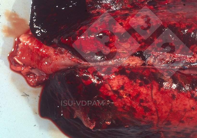 Figura 1: Les&otilde;es pulmonares necro-hemorr&aacute;gicas t&iacute;picas associadas &agrave; infec&ccedil;&atilde;o caracter&iacute;stica por APP. Fonte: ISU-VDPAM.

