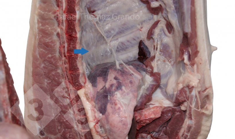 Figura 2. Pleurite detectada no sistema respirat&oacute;rio su&iacute;no no frigor&iacute;fico.
