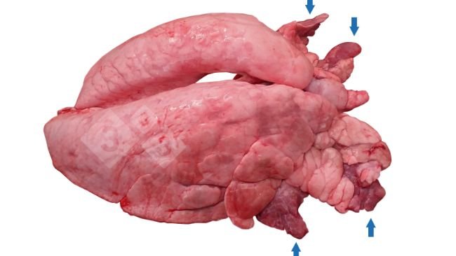 Figura 1.&nbsp;Consolida&ccedil;&atilde;o pulmonar cranioventral (CPCV) em su&iacute;nos.
​
