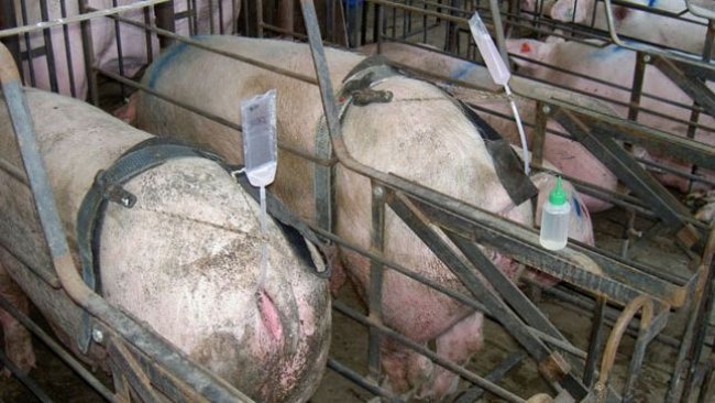 Foto 1. Os sistemas de inseminação mãos-livres permitem que um trabalhador controle a inseminação de várias porcas ao mesmo tempo e, portanto, reduz o tempo gasto na inseminação, mas eles correm o risco de desalojar o cateter se for um sistema rígido.