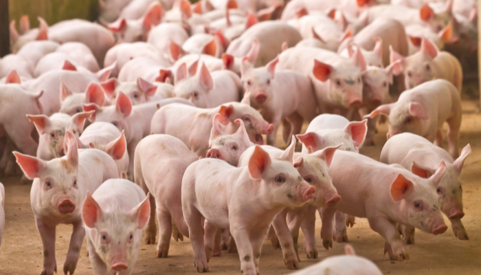 Aplicação de nanopartículas na prática veterinária