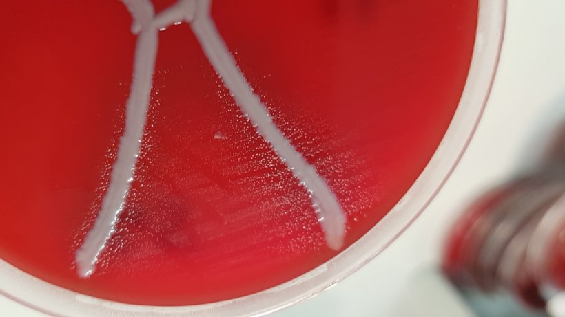 Glaesserella australis on blood plate with Staphylococcus aureus displaying satellitism. Source: QAAFI
