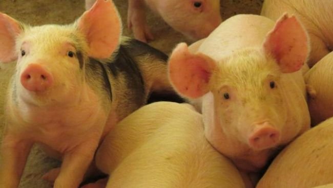 Os suínos para abate respondem por 20,2% da composição do VPA em 2023 (Foto: Divulgação / Cidasc)