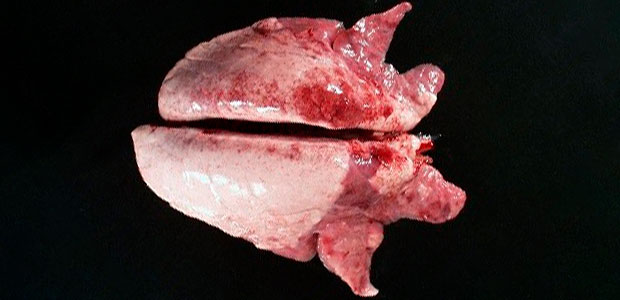 Foto 2. A consolida&ccedil;&atilde;o cr&acirc;nio-ventral do pulm&atilde;o pode ser observada nos casos de Mycoplasma hyopneumoniae.
