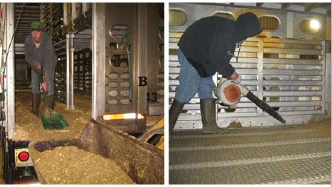 Imagem 2: Processo de limpeza a seco no qual a maior parte do material orgânico é removida manualmente. Cortesia do Dr. Clayton Johnson, da Carthage Veterinary Services.