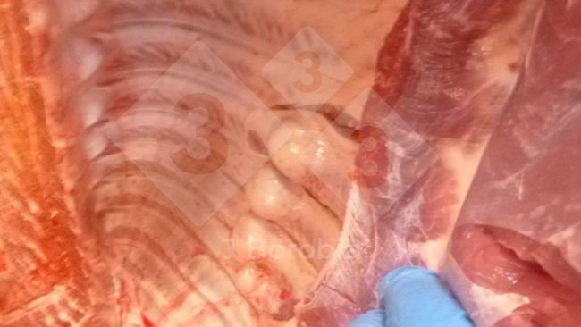 Figura 1. Exostose óssea nas costelas de um suíno abatido.