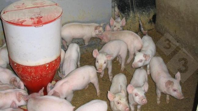 Fora do "ninho", mas ainda na &aacute;rea interna da baia, um comedouro circular com ra&ccedil;&atilde;o seca e bebedouros de &aacute;gua pot&aacute;vel.
