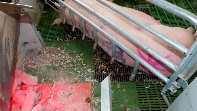 Foto 3. A área do escamoteador é uma peça chave nas maternidades livres. Permite que os leitões estejam seguros e confortáveis, evitando compartilhar o mesmo espaço com a fêmea.