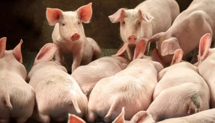 Em julho, Paraná realizou primeiros embarques de carne suína Filipinas