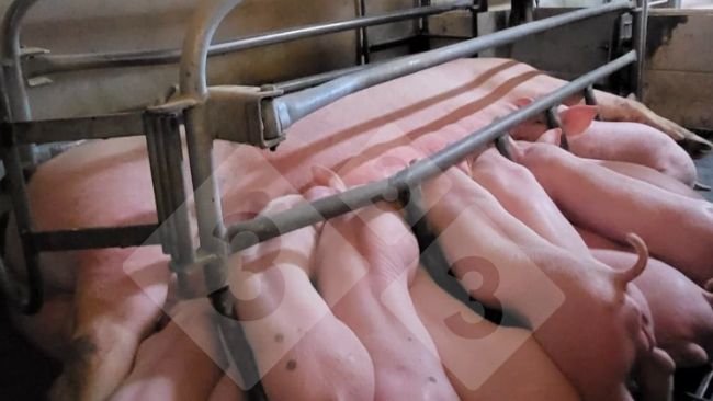 Imagen 1. Sistema de alimentação de precisão na maternidade (cortesia da Nosia).