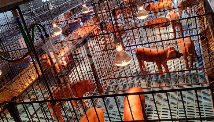 Suíno Gourmet: busca pela carne de qualidade premium