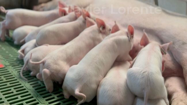 Uma única idade na maternidade pode ajudar a melhorar o status sanitário.