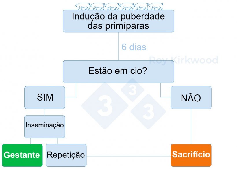 Figura 2: Protocolo proposto de acordo com a resposta ao tratamento de indu&ccedil;&atilde;o da puberdade. Nota: se voc&ecirc; observar &lt;70% de prim&iacute;paras no cio 6 dias ap&oacute;s o tratamento--&gt; &eacute; prov&aacute;vel que voc&ecirc; tenha problemas com a detec&ccedil;&atilde;o do cio.
