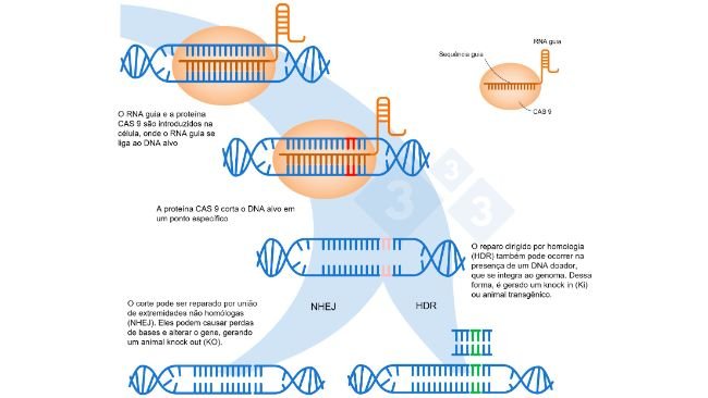 Figura 1. Edição de genes utilizando o sistema CRISPR-Cas9. Um RNA guia (sgRNA) reconhece uma região genômica específica, que direciona a endonuclease do DNA Cas9. Esta enzima produz uma quebra nas duas fitas de DNA no local preciso. Adaptado de: https://es.moleculardevices.com/applications/gene-editing-with-crispr-engineering
