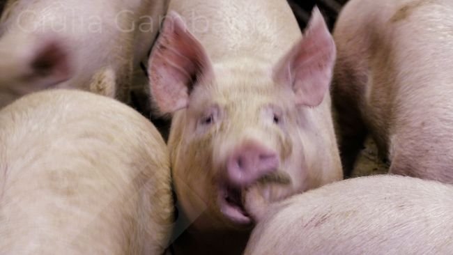 Foto 3: Suíno no ato de morder a cauda de outro animal. 