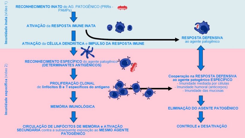 Figura 1. Fase de in&iacute;cio, ativa&ccedil;&atilde;o e progress&atilde;o da imunidade inata e espec&iacute;fica contra um agente patog&ecirc;nico.
