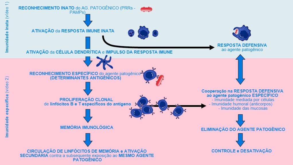 Figura 1. Fase de in&iacute;cio, ativa&ccedil;&atilde;o e progress&atilde;o da imunidade inata e espec&iacute;fica contra um agente patog&ecirc;nico.
