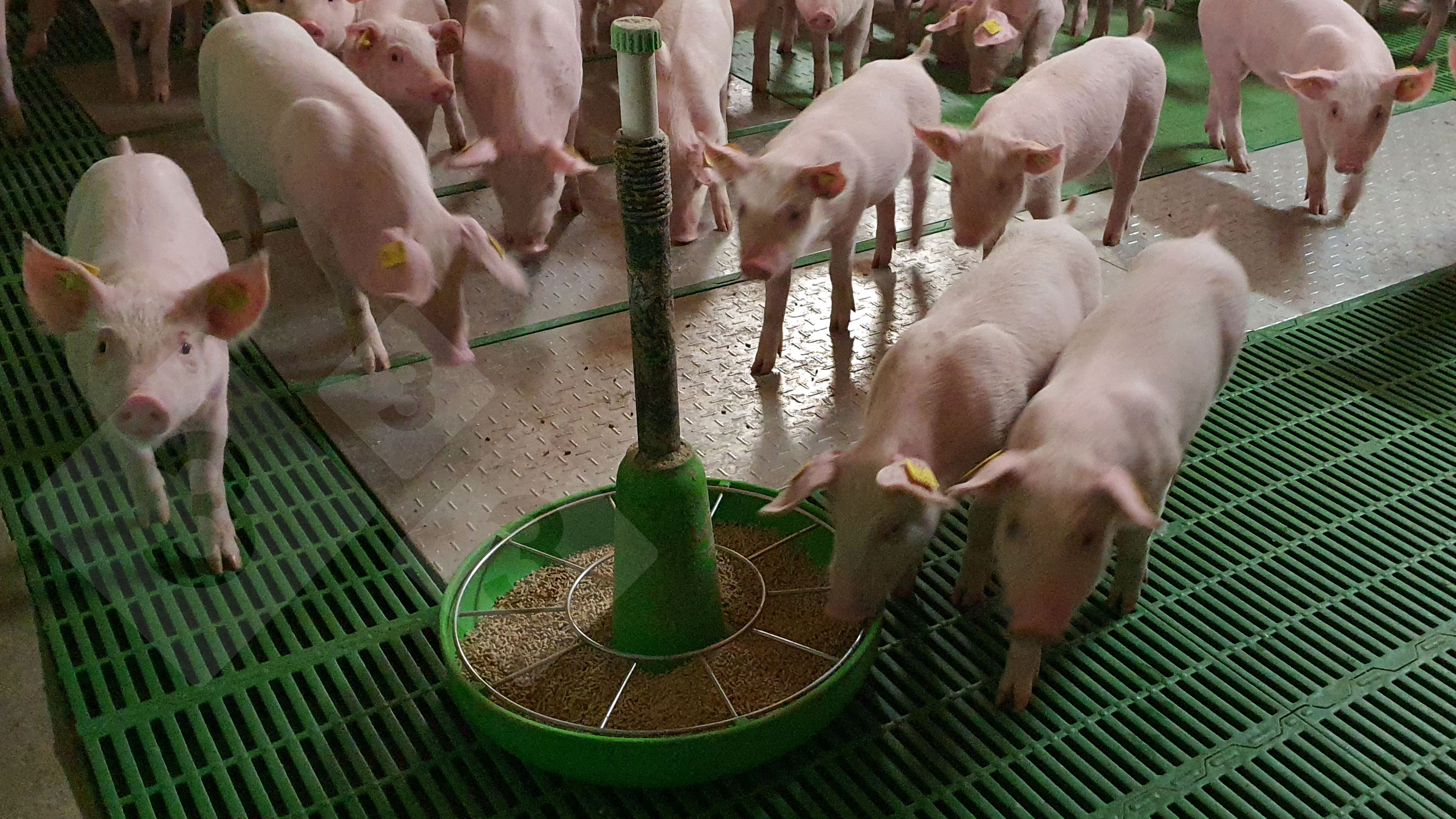 Estratégias para superar o desmame do leitão melhorando imunidade