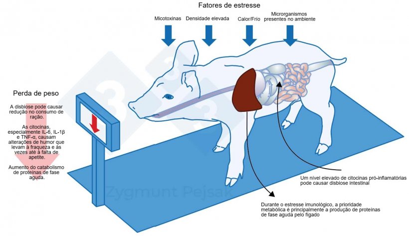 Figura 1. Um dos custos extras de um alerta prolongado &eacute; a diminui&ccedil;&atilde;o do apetite e, consequentemente, um maior per&iacute;odo na termina&ccedil;&atilde;o. Dado que a press&atilde;o dos fatores de stress ambientais afeta cada animal de forma diferente, haver&aacute; uma diferencia&ccedil;&atilde;o no peso dos leit&otilde;es desmamados da mesma idade. A diferencia&ccedil;&atilde;o de peso entre animais da mesma idade pode ter graves consequ&ecirc;ncias econ&ocirc;micas. Al&eacute;m disso, especialmente em animais jovens, uma dieta que n&atilde;o contenha nutrientes essenciais para refor&ccedil;ar a resist&ecirc;ncia anti-infecciosa pode tornar os animais mais vulner&aacute;veis. Efeitos do estresse na imunidade, sa&uacute;de e produtividade, Z. Pejsak, 2023, 3tres3.com
