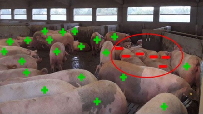  Figura 5. Exemplo de resultados de diagnóstico de gestação no dia 33.