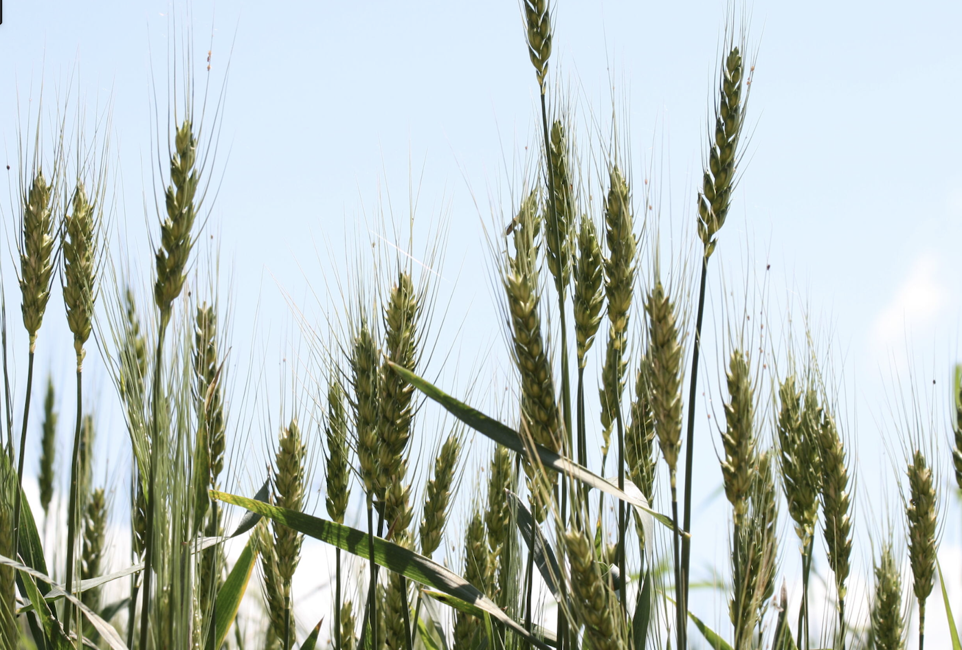 Produção de grãos da China atinge recorde histórico