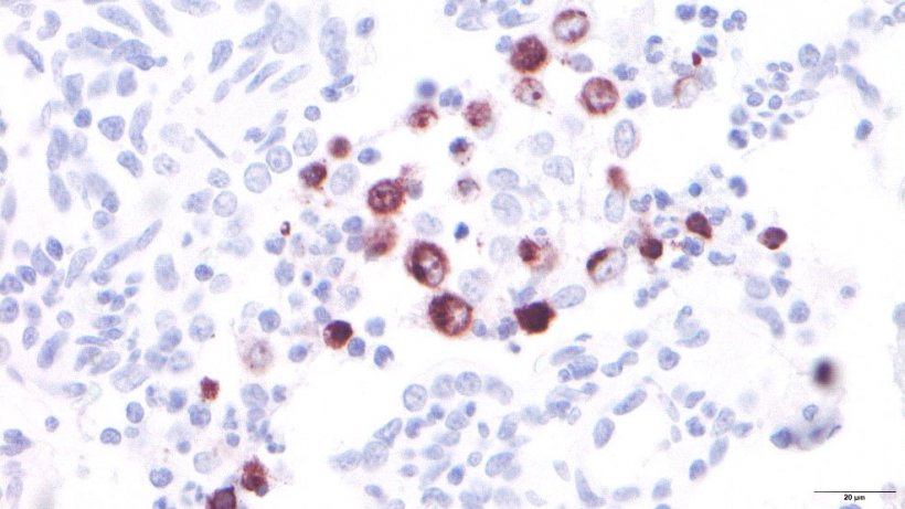 Figura 3: Macr&oacute;fagos alveolares infectados pelo PRRSV

