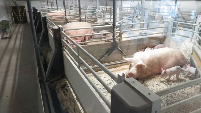 Sistema de piso móvel implementado em matrizes lactantes.