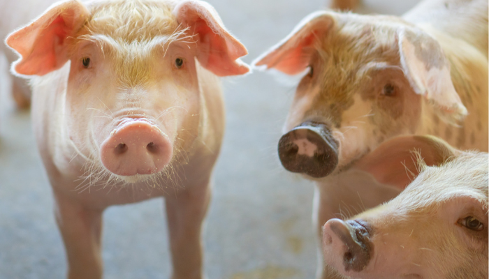 Preços do suíno vivo e da carne registram nova baixa em março