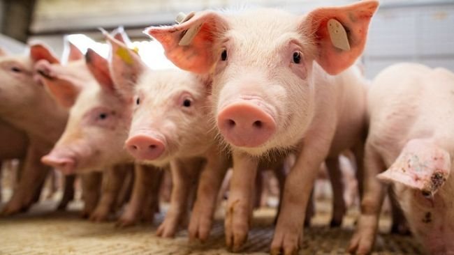 Foto: Wenderson Araujo