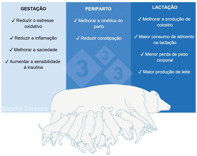 Figura 1. Efeitos da fibra como intervenção nutricional em dietas de matrizes suínas.