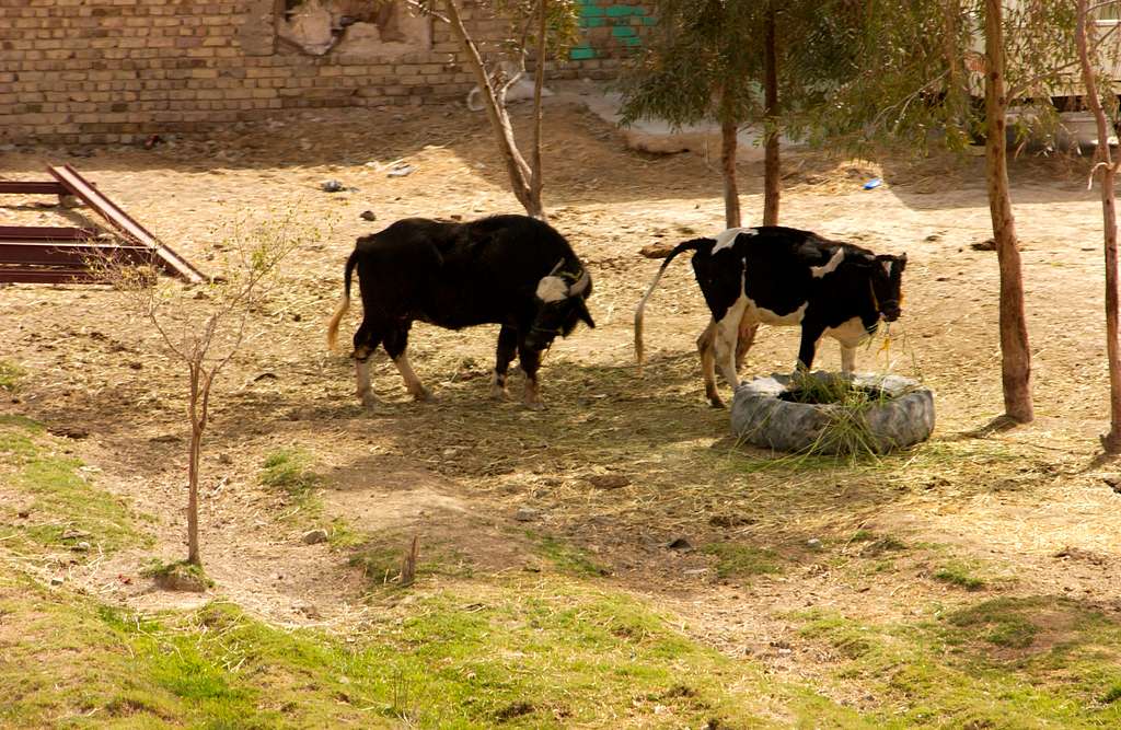 FAO pede conscientização e ação diante de surtos de febre aftosa