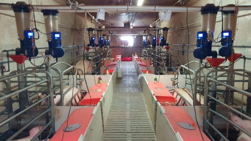 Foto 1. Alimentadores eletr&ocirc;nicos de maternidade instalados em uma fazenda comercial (Centro de Experimenta&ccedil;&atilde;o Porcino, Aguilafuente, Seg&oacute;via) onde o estudo foi realizado.
