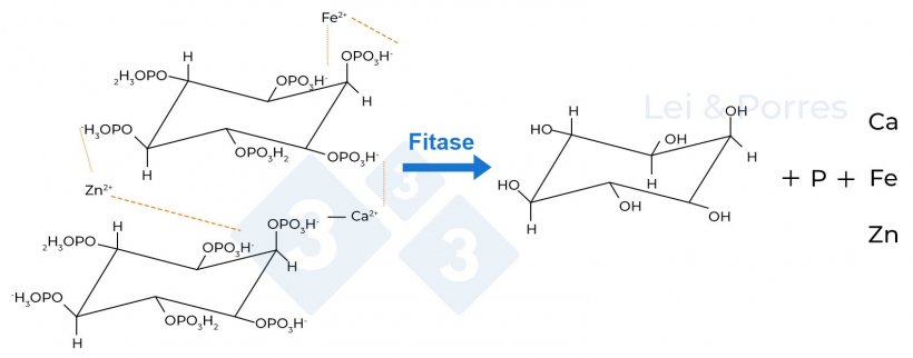 Figura 2. Representação da hidrólise completa do ácido fítico pela ação da fitase, processo do qual se obtêm inositol, fosfato e outros elementos como cálcio (Ca), ferro (Fe), zinco (Zn), aminoácidos ou outros nutrientes que estão ligados ao ácido fítico (Lei e Porres, 2003).